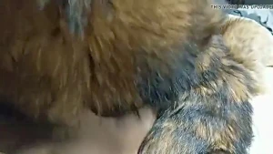 racoon fur coat blowjob